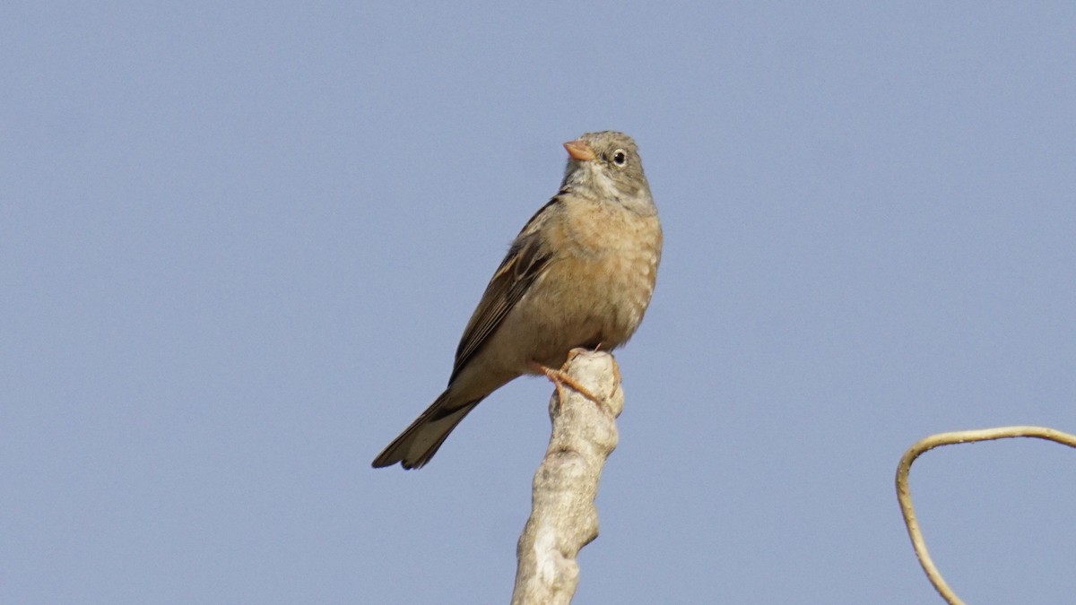 Gray-necked Bunting - ML647504722