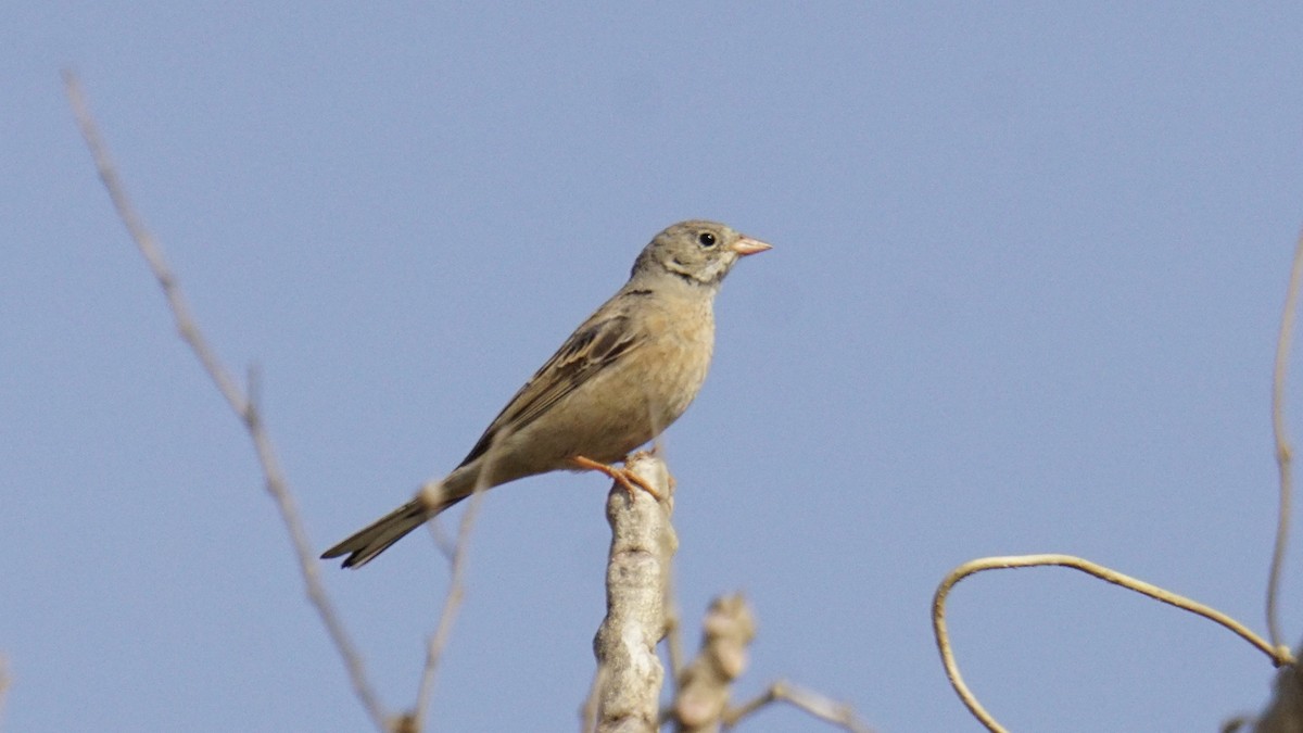 Gray-necked Bunting - ML647504723