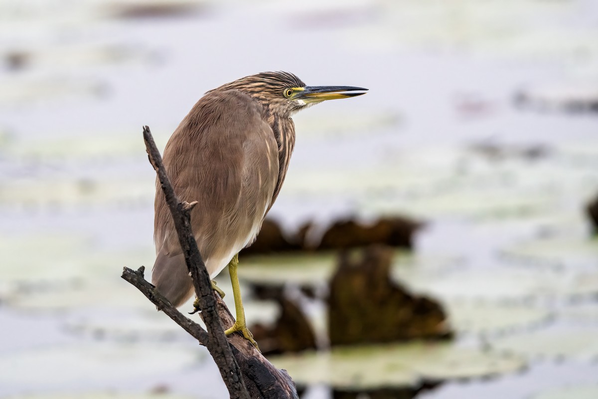 Indian Pond-Heron - ML647504724