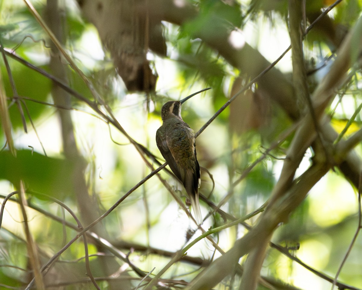 Pale-bellied Hermit - ML647504725