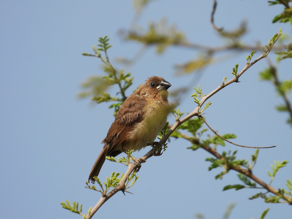 Scaly-breasted Munia - ML647504726