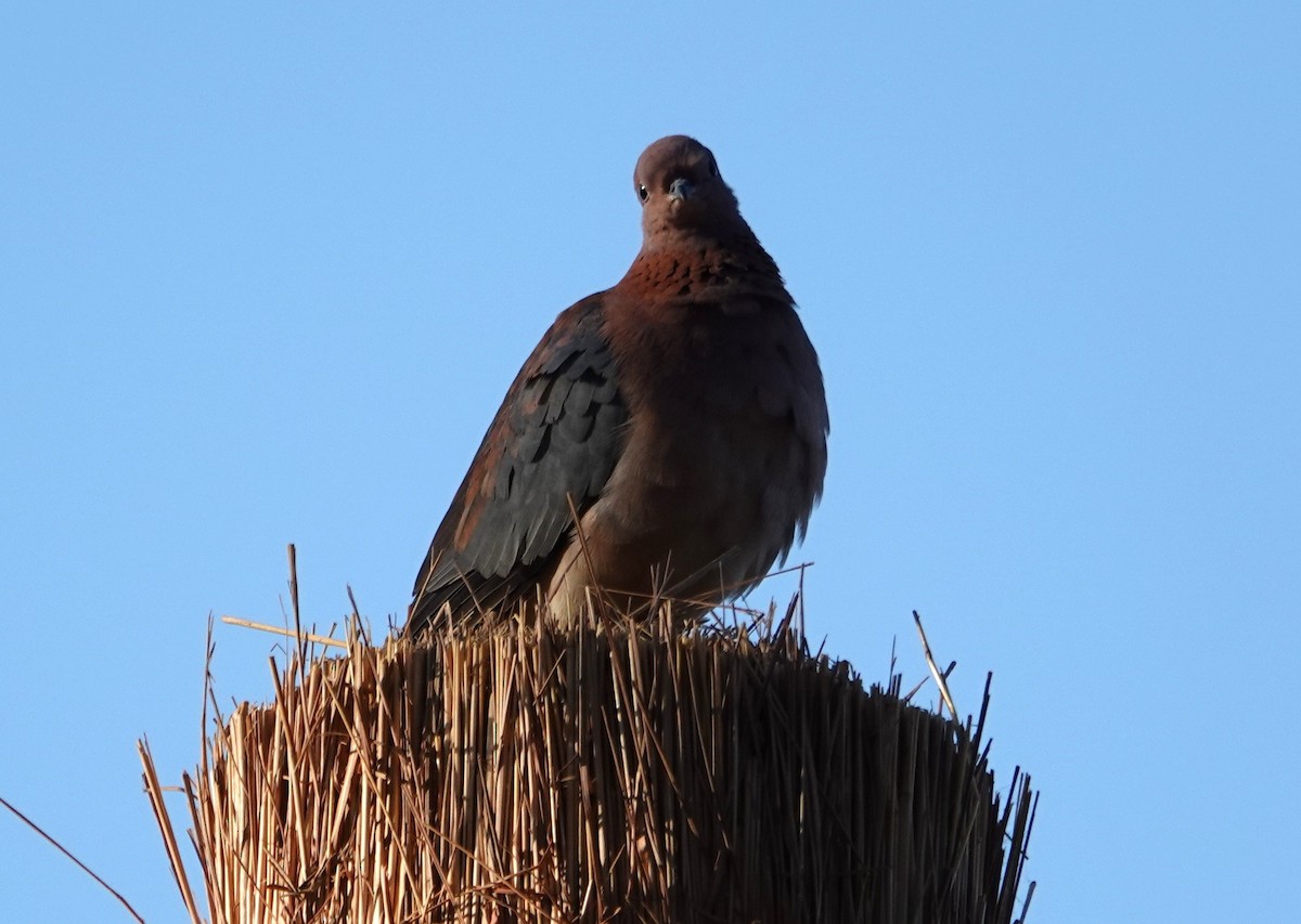 Laughing Dove - ML647504727
