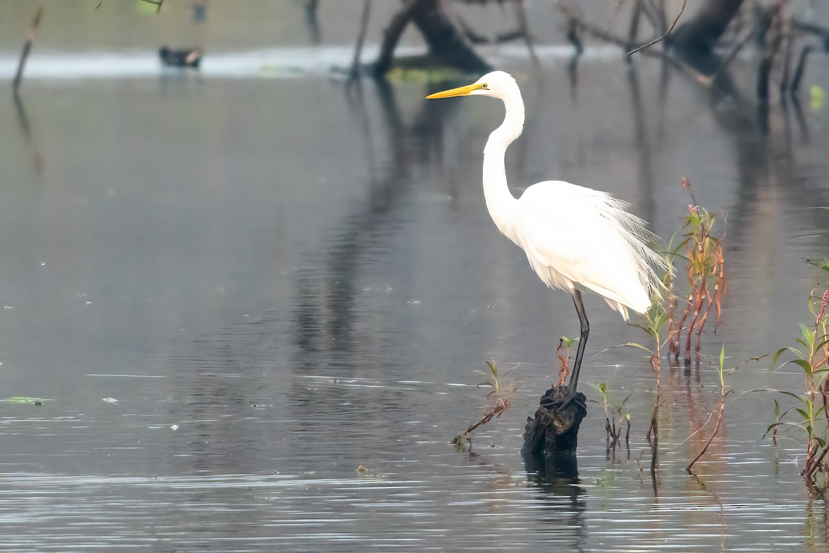 Great Egret - ML647504730