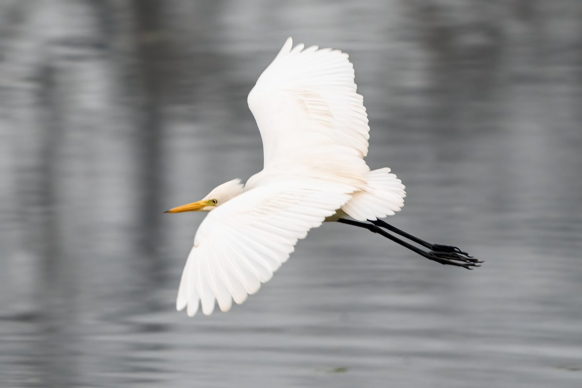 Great Egret - ML647504731