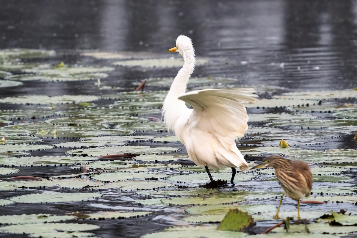 Great Egret - ML647504732