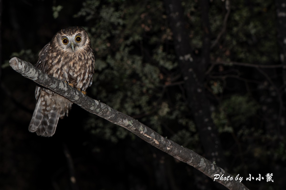 Morepork - ML647504734