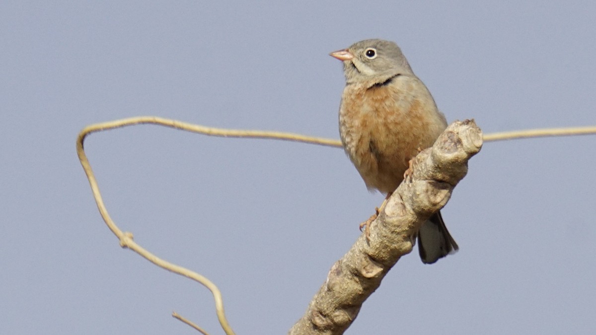 Gray-necked Bunting - ML647504735