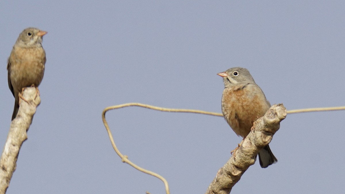 Gray-necked Bunting - ML647504736