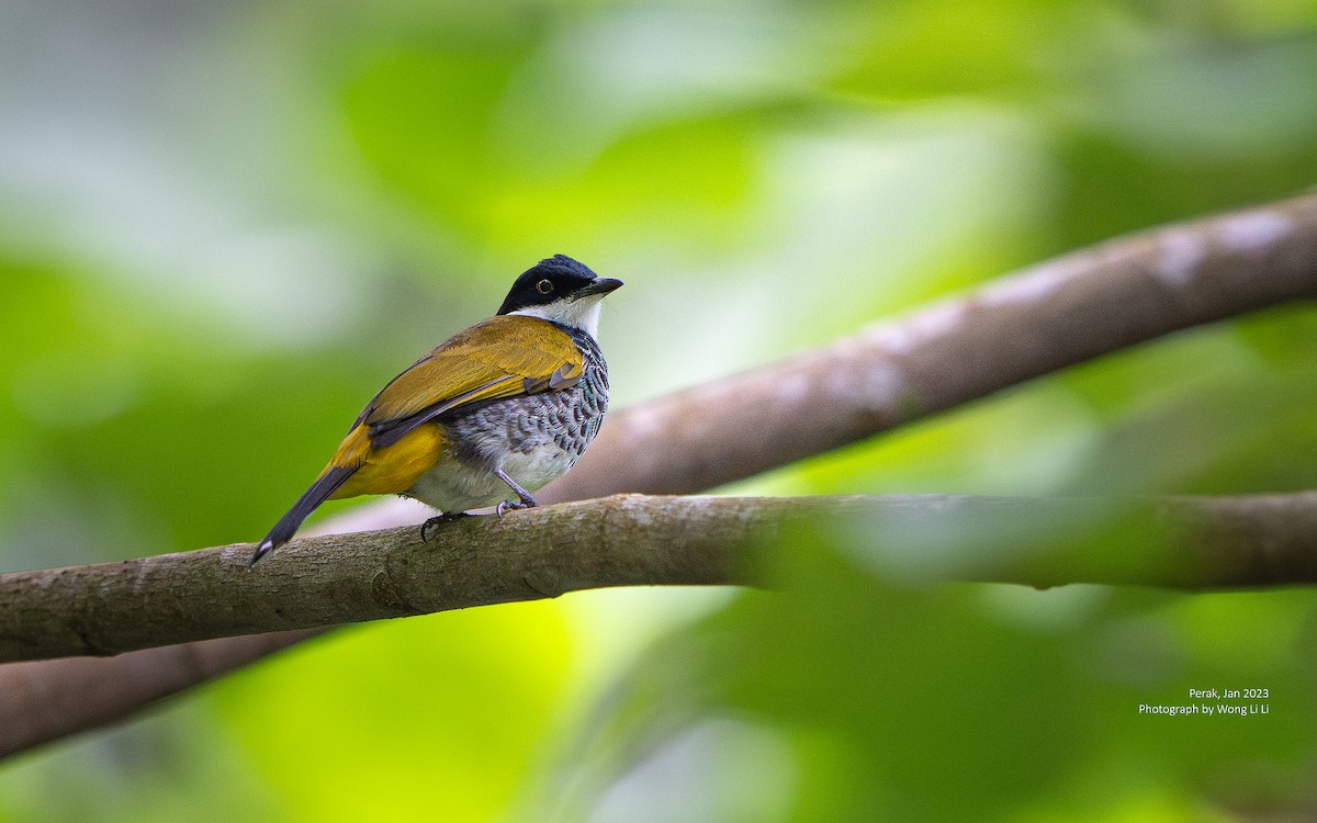 skjellbylbyl - ML647504749