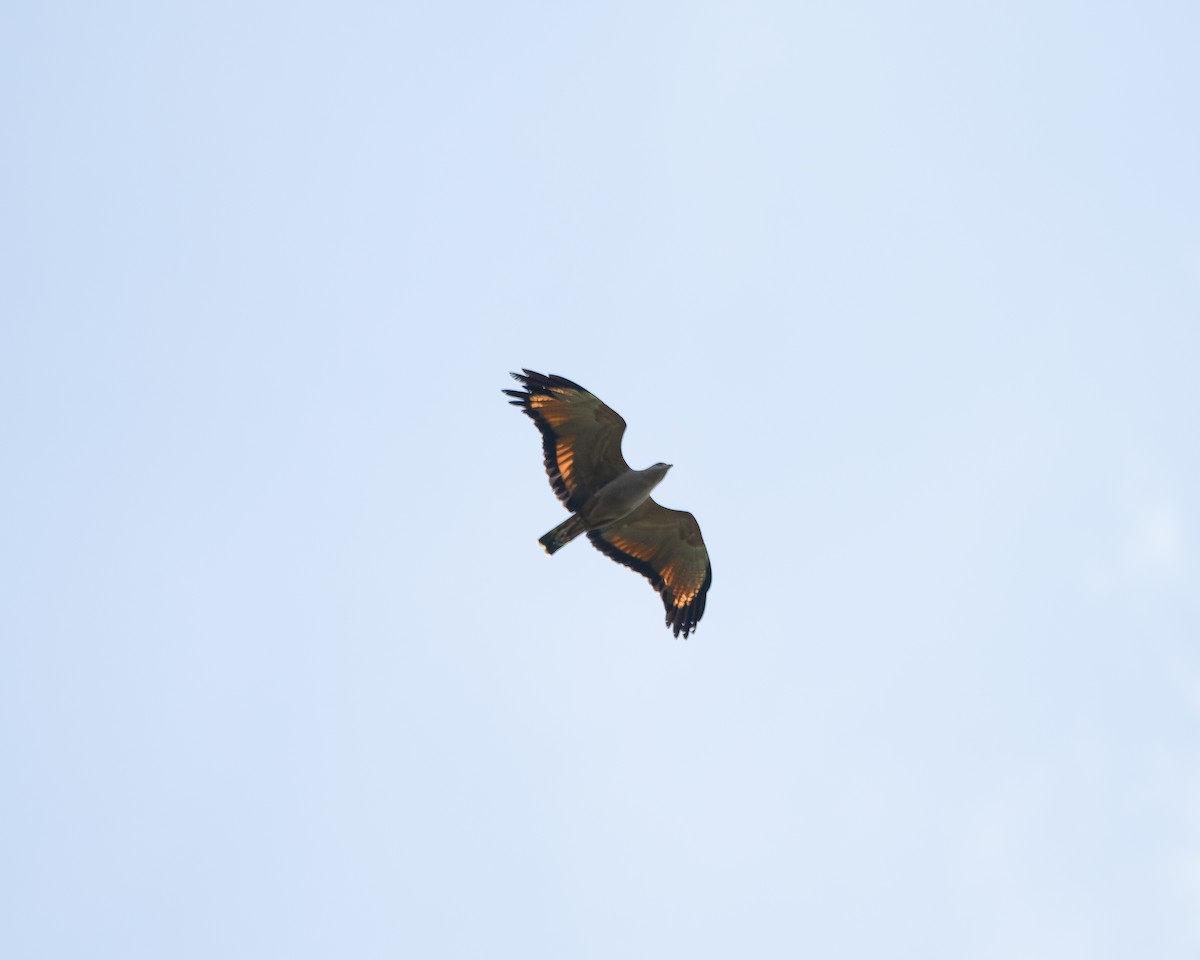 Busardo Sabanero - ML647504757