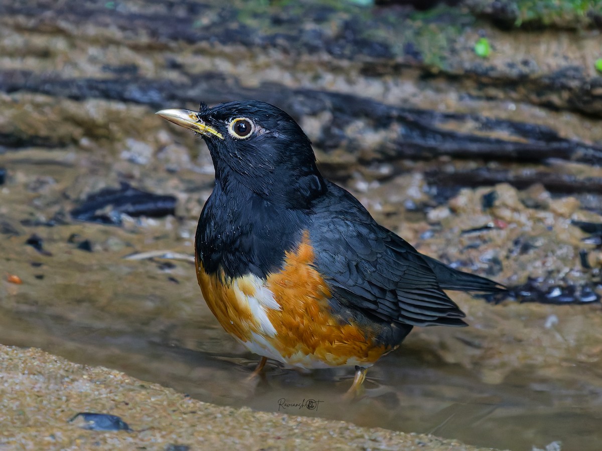 Черногрудый дрозд - ML647504771