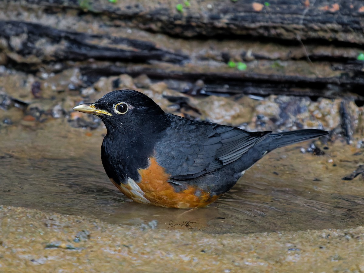 Черногрудый дрозд - ML647504772