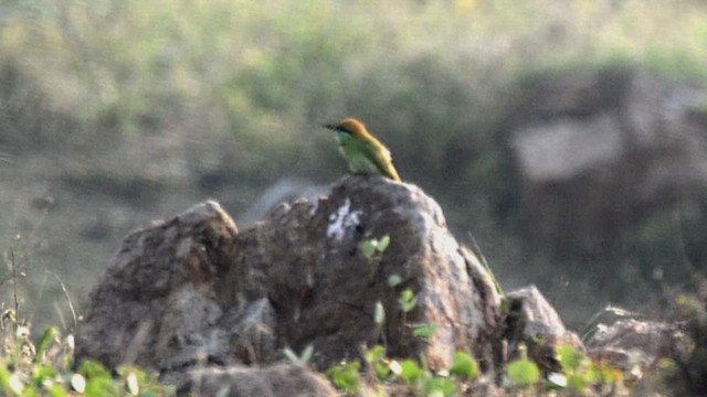 Бджолоїдка мала - ML647504773