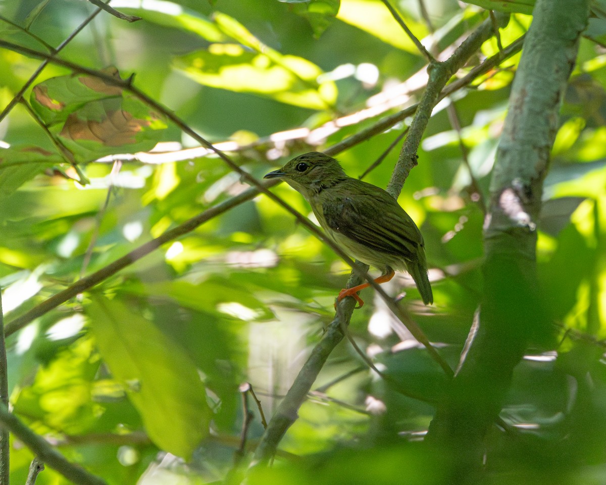 White-bearded Manakin - ML647504792