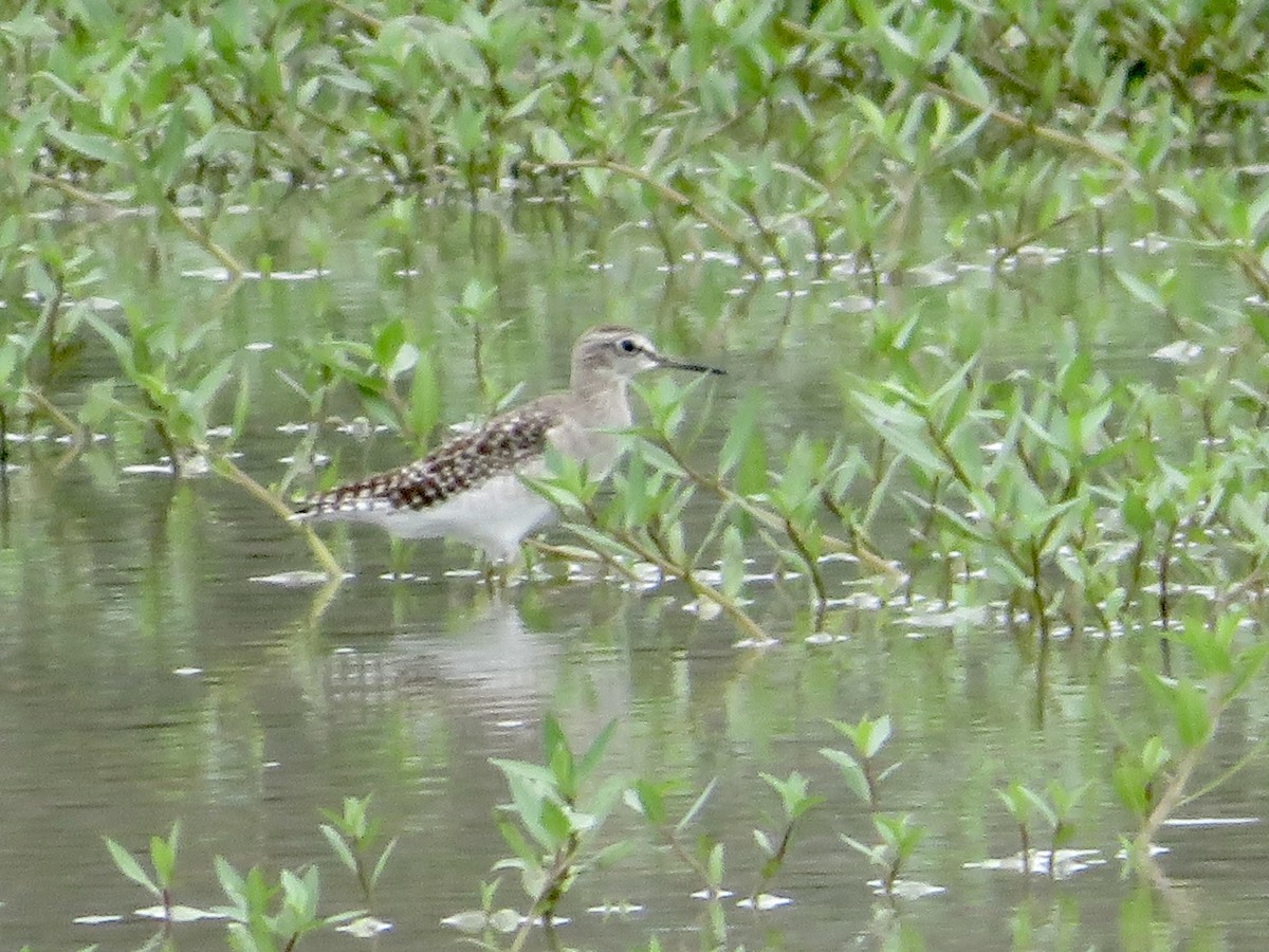 Wood Sandpiper - ML647504800