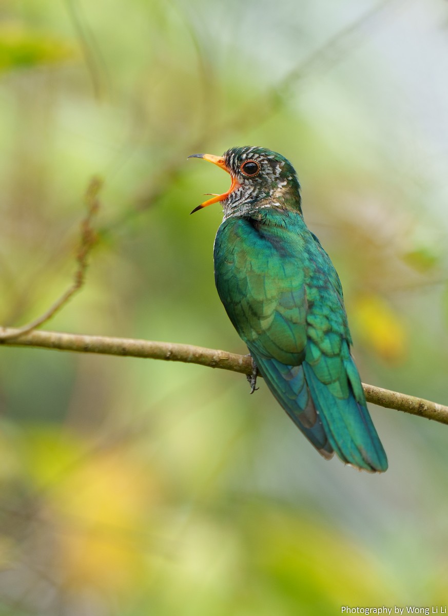 Asian Emerald Cuckoo - ML647504809