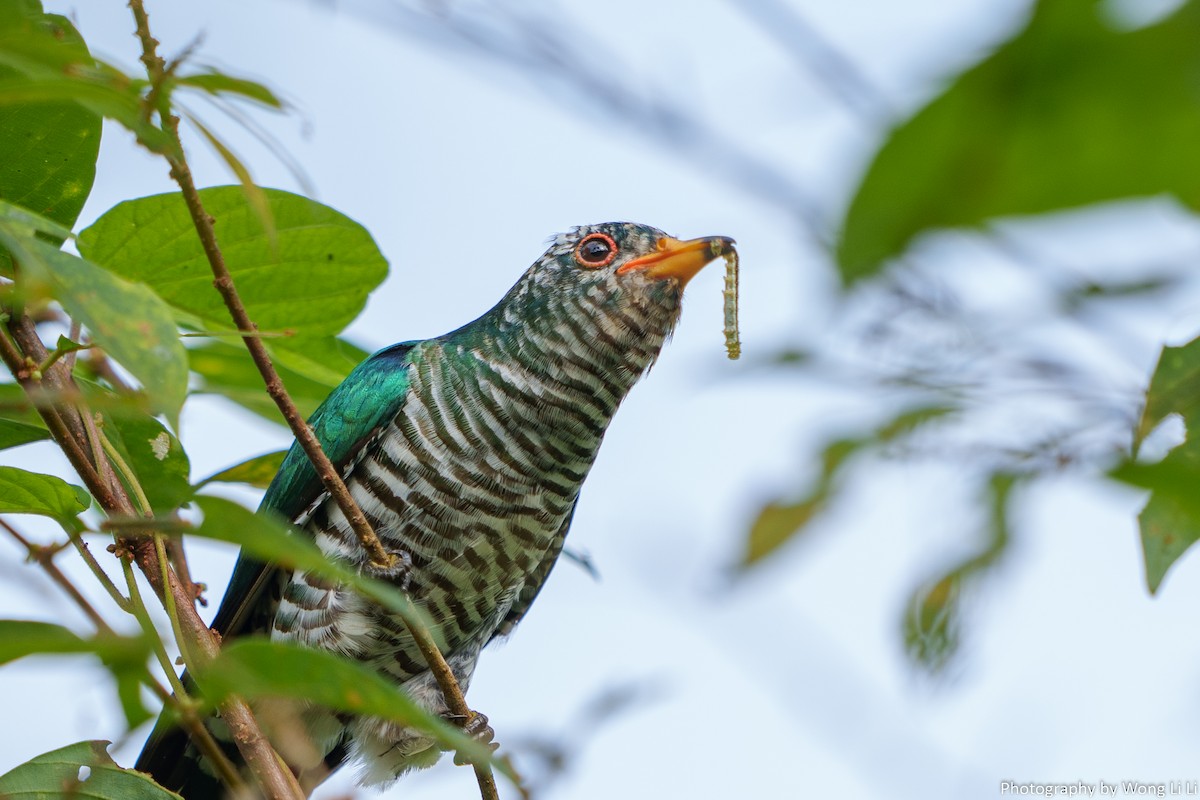 Asian Emerald Cuckoo - ML647504812