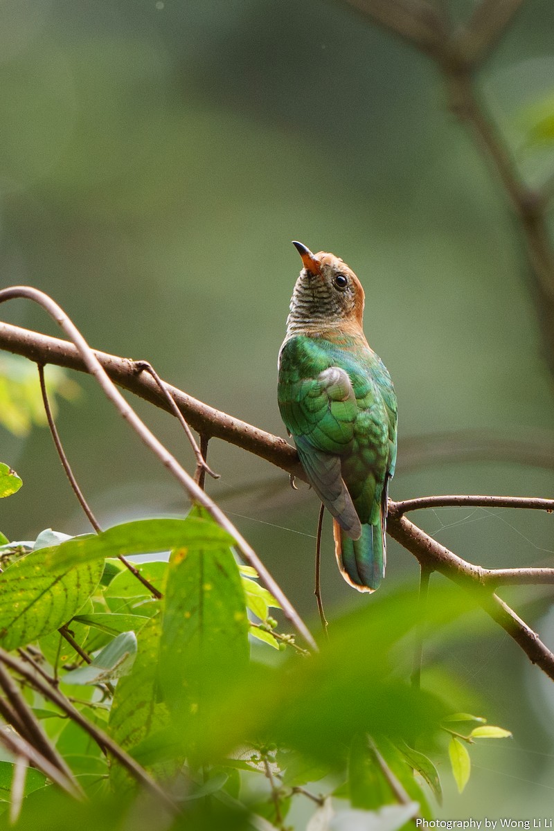 Asian Emerald Cuckoo - ML647504813