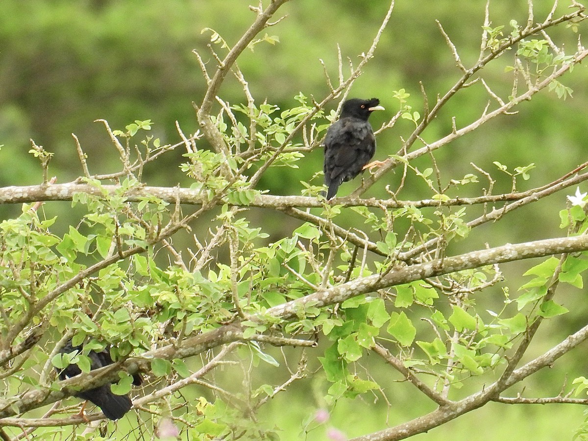 Crested Myna - ML647504817