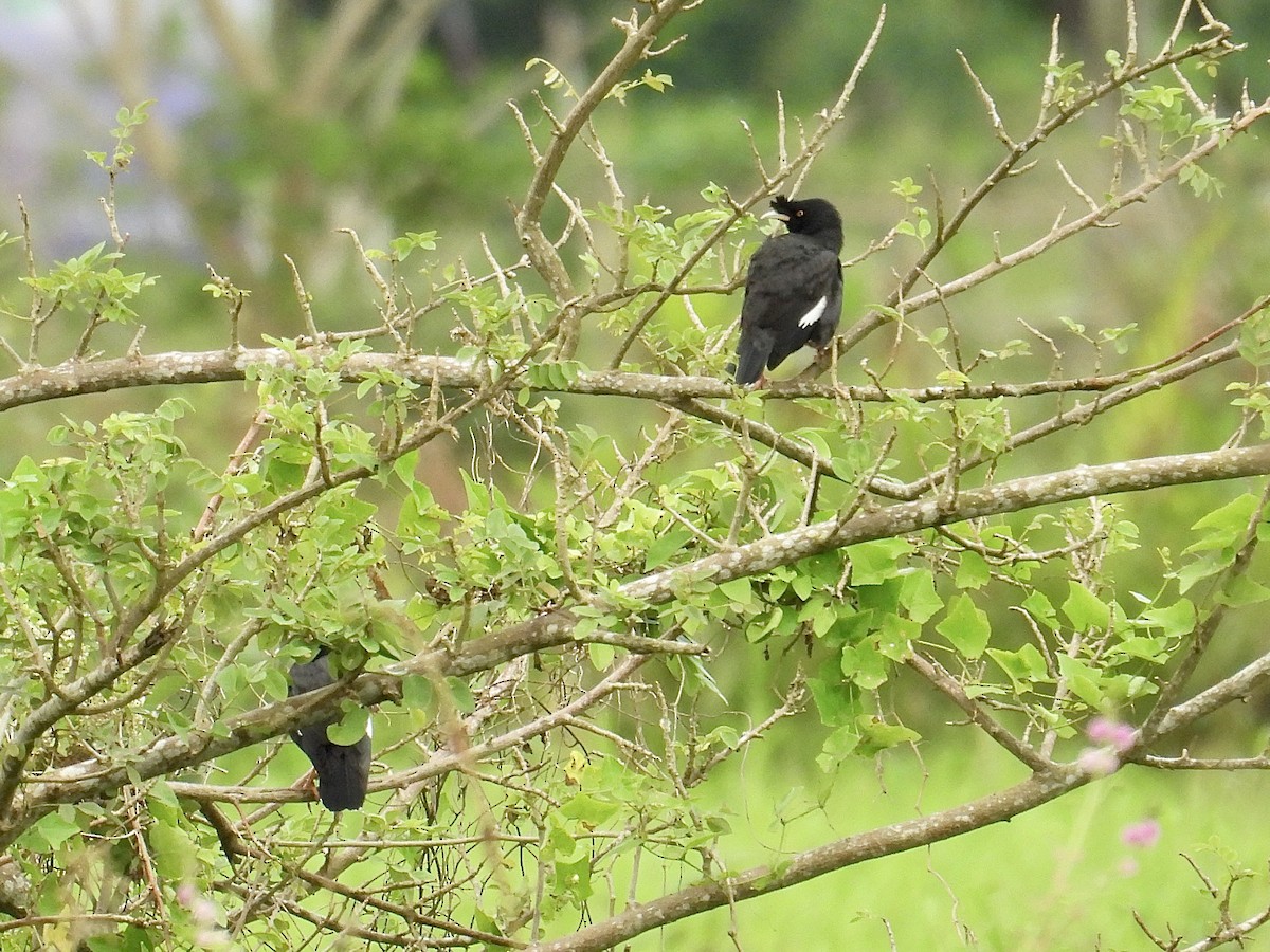 Crested Myna - ML647504818