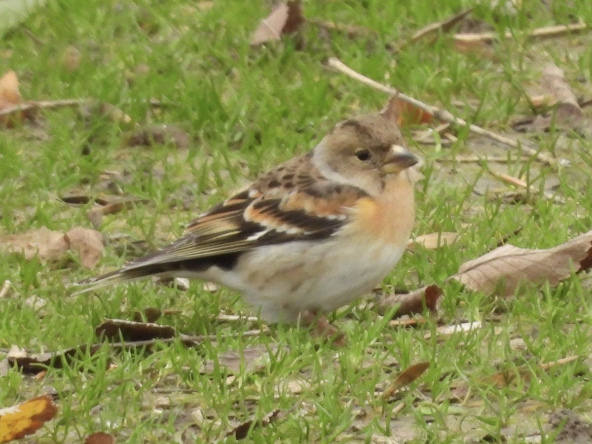 Brambling - ML647504819