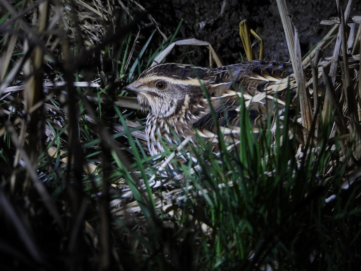 Japanwachtel - ML647504821