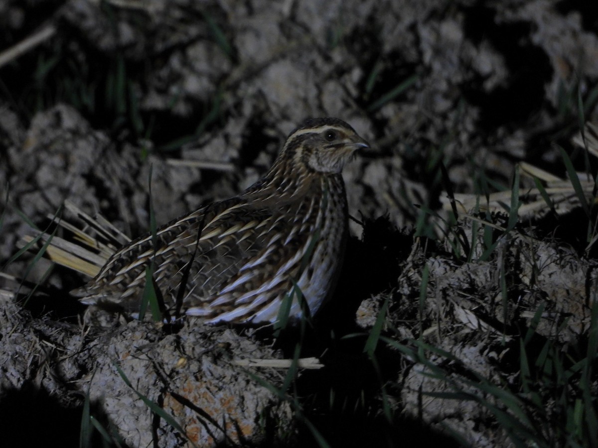 Japanwachtel - ML647504822