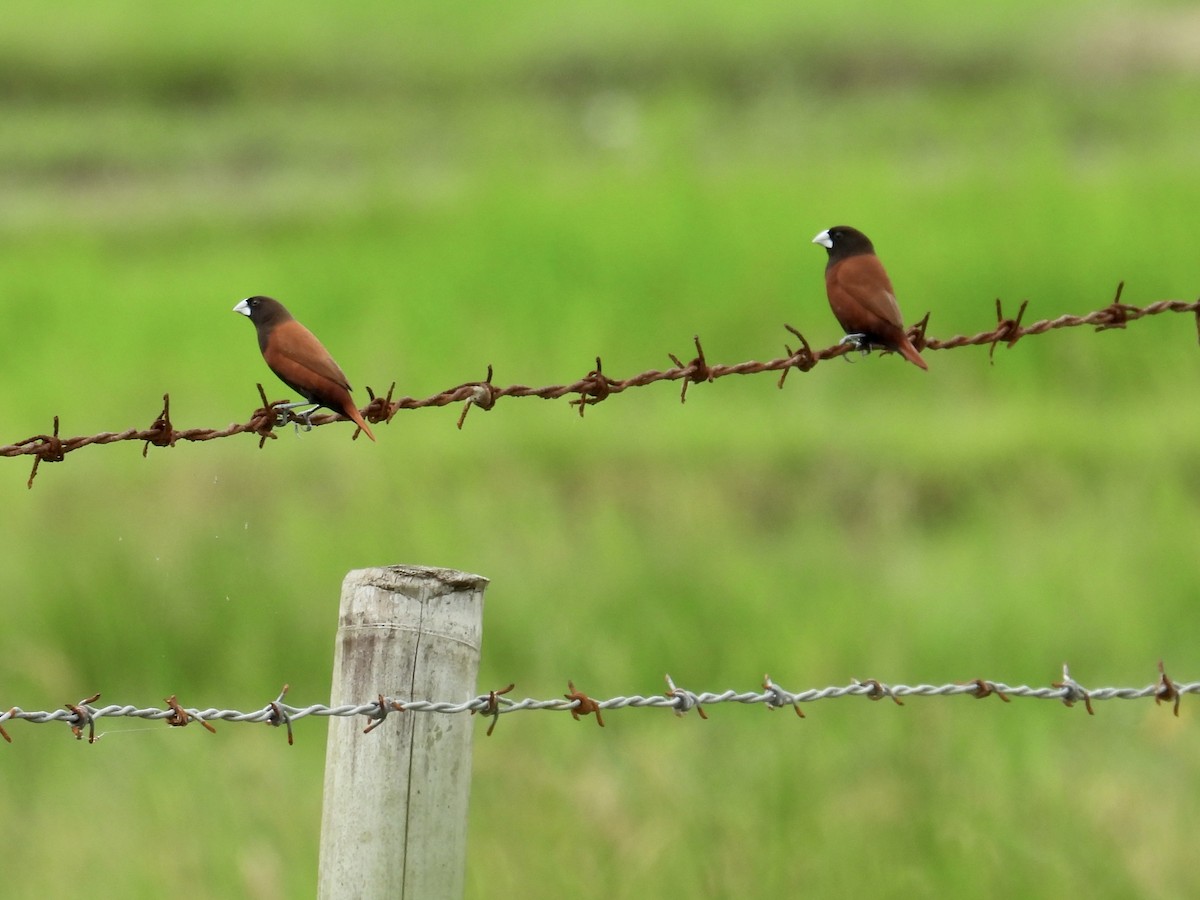 Kestane Rengi Munya - ML647504827