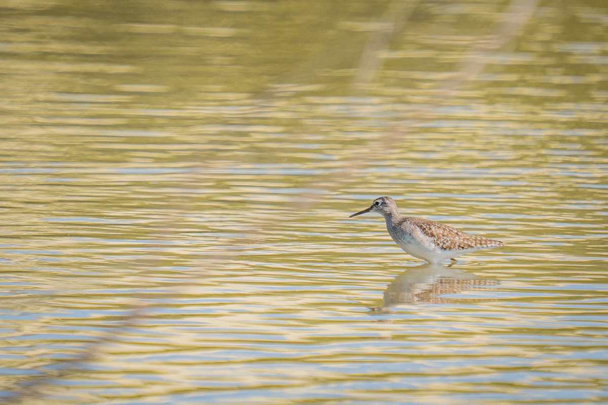Wood Sandpiper - ML647504839