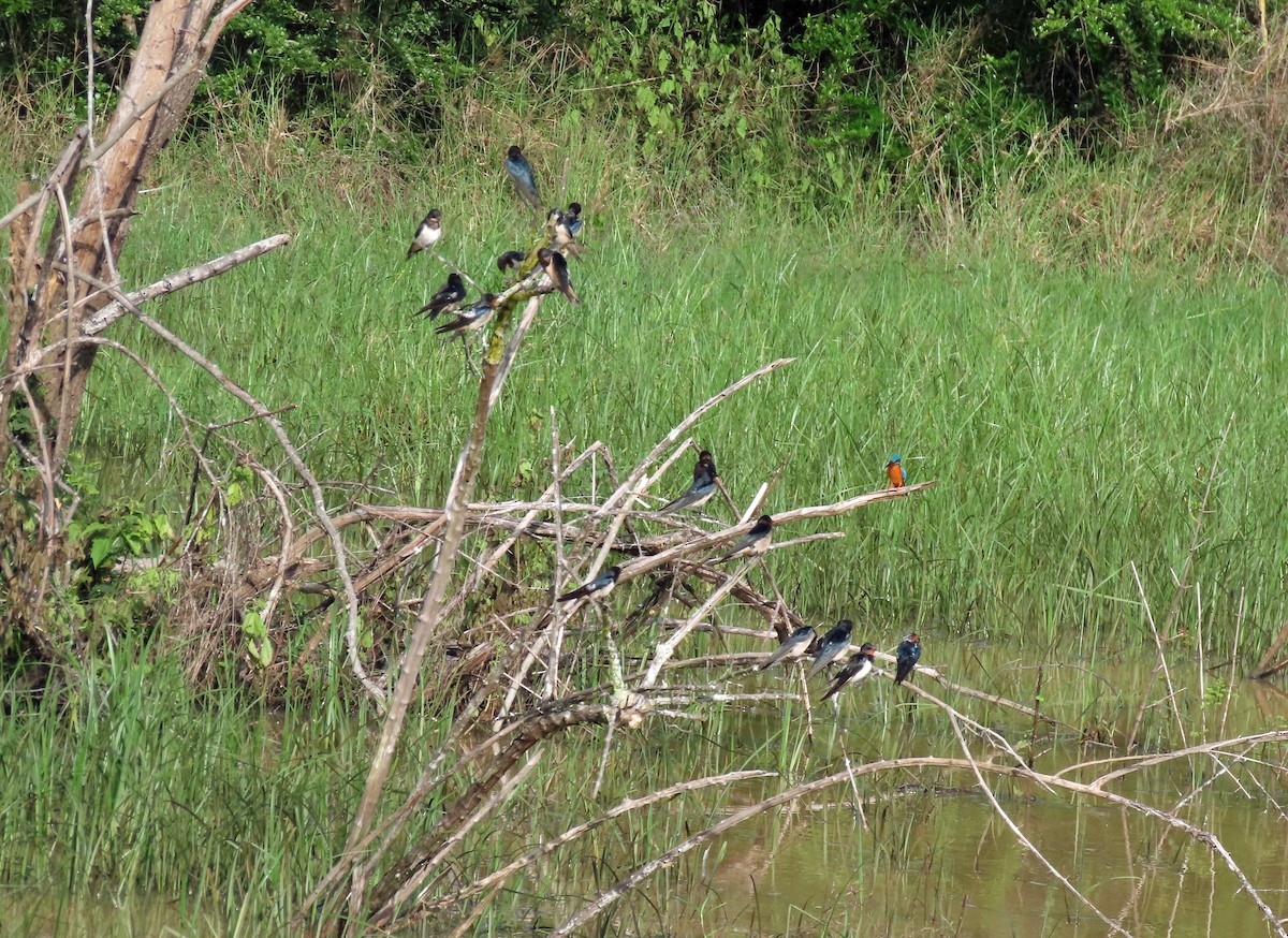 家燕 - ML647504847