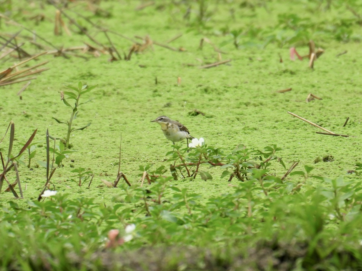 Eastern Yellow Wagtail - ML647504849