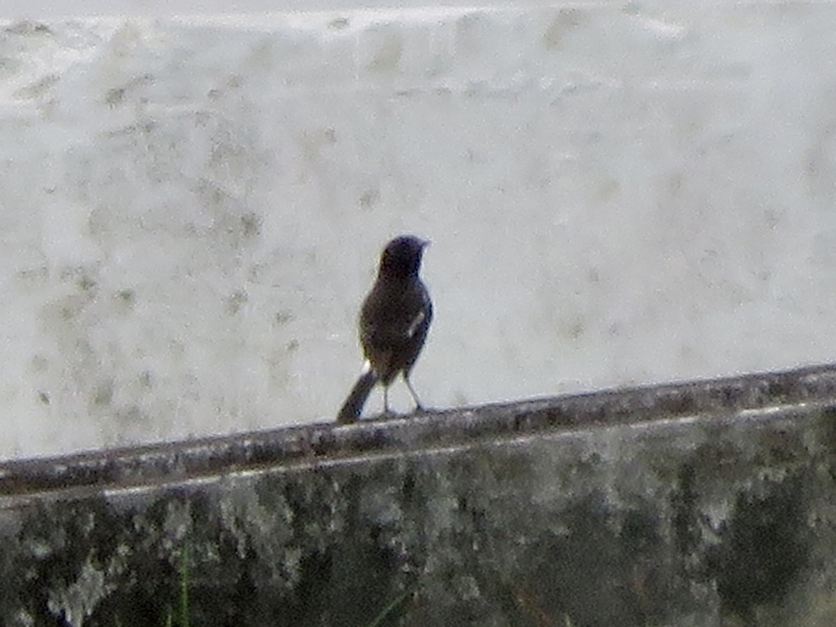 白斑黑石䳭 - ML647504853