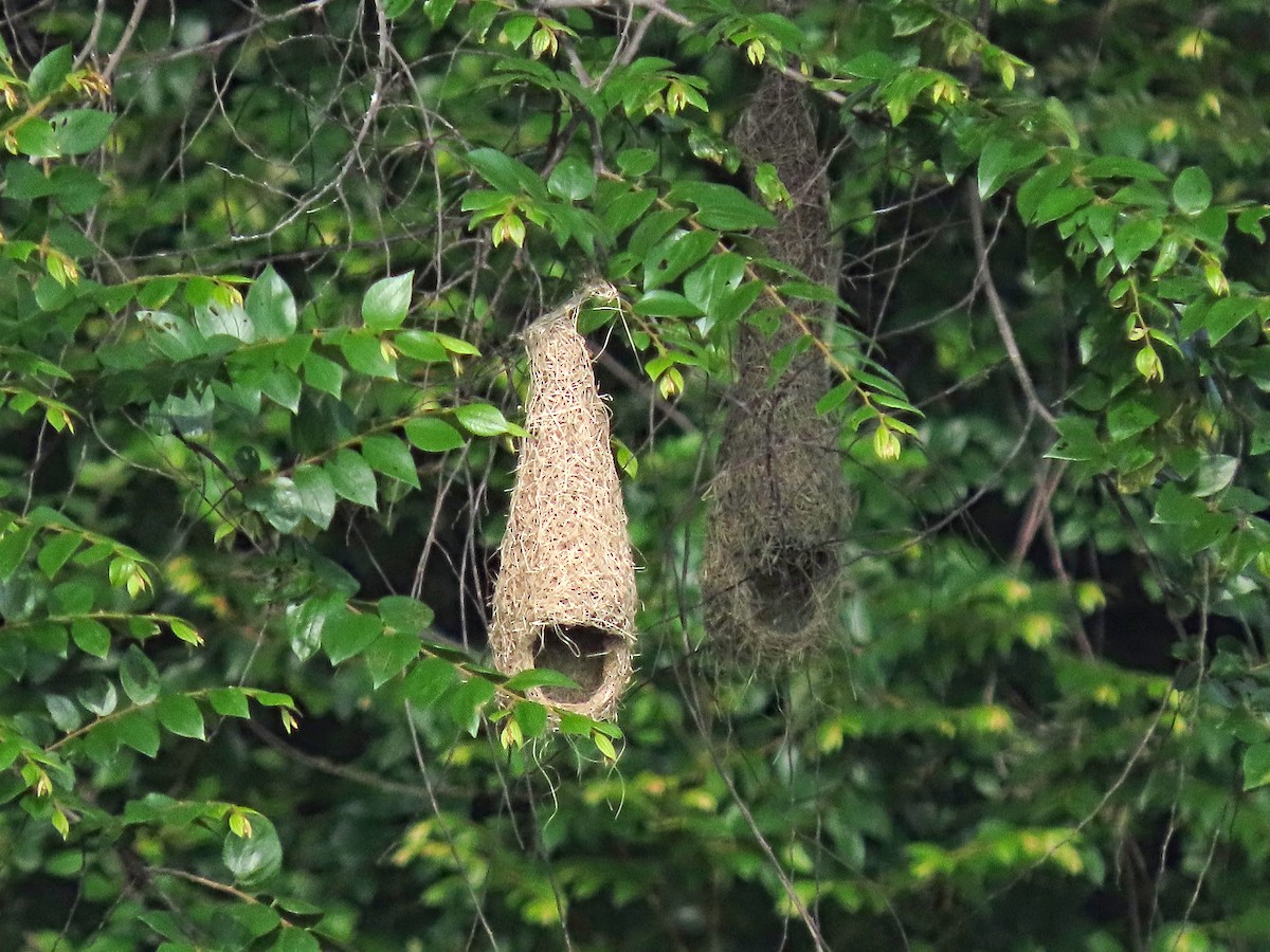 Baya Weaver - ML647504854