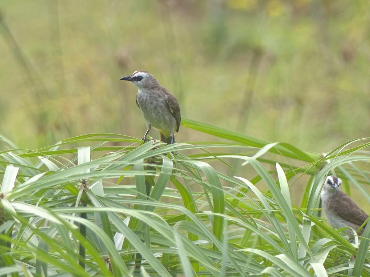 Yellow-vented Bulbul - ML647504855