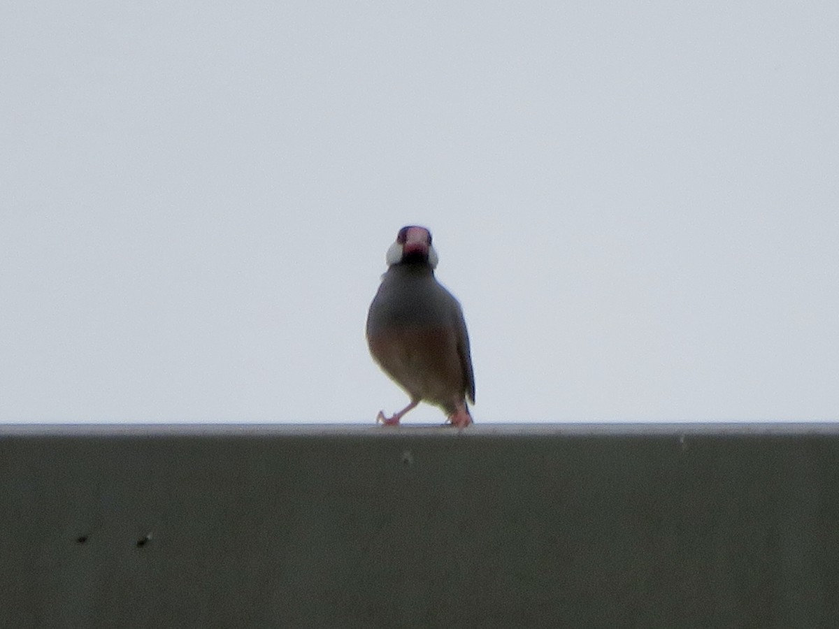 爪哇雀 - ML647504857