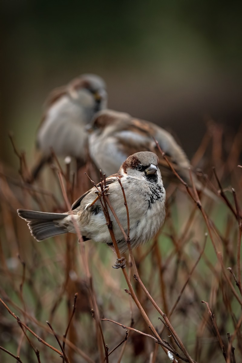 家麻雀 - ML647504858