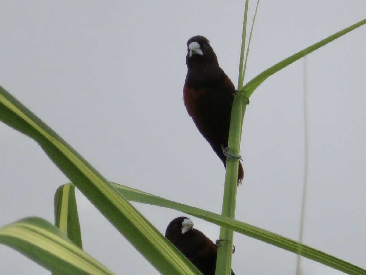 黑頭文鳥 - ML647504862