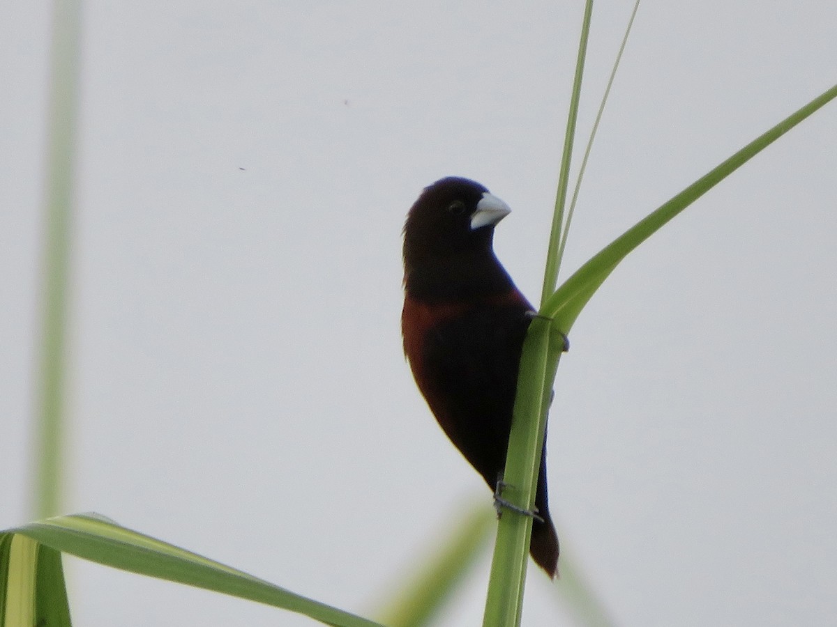 黑頭文鳥 - ML647504863