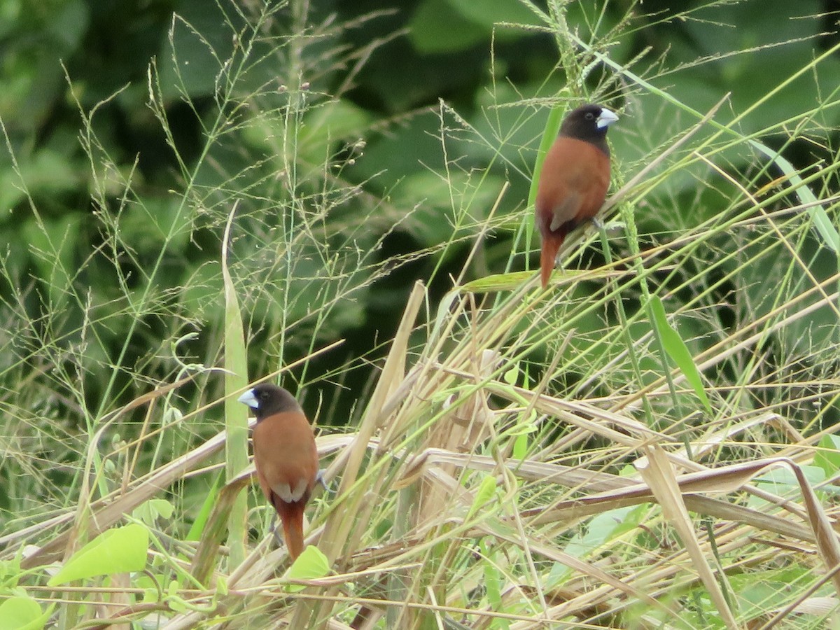 黑頭文鳥 - ML647504864