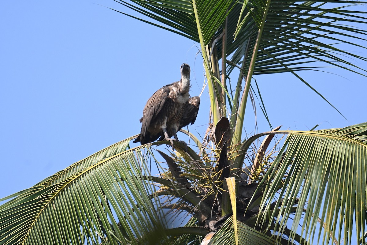 White-rumped Vulture - ML647504866