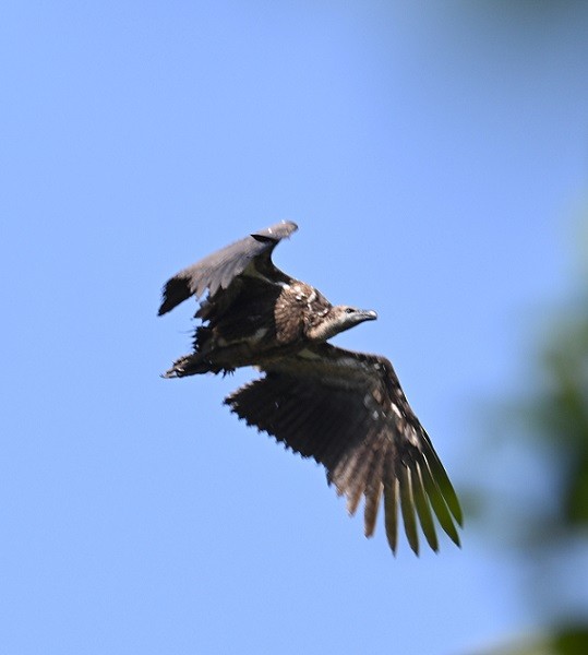 White-rumped Vulture - ML647504867