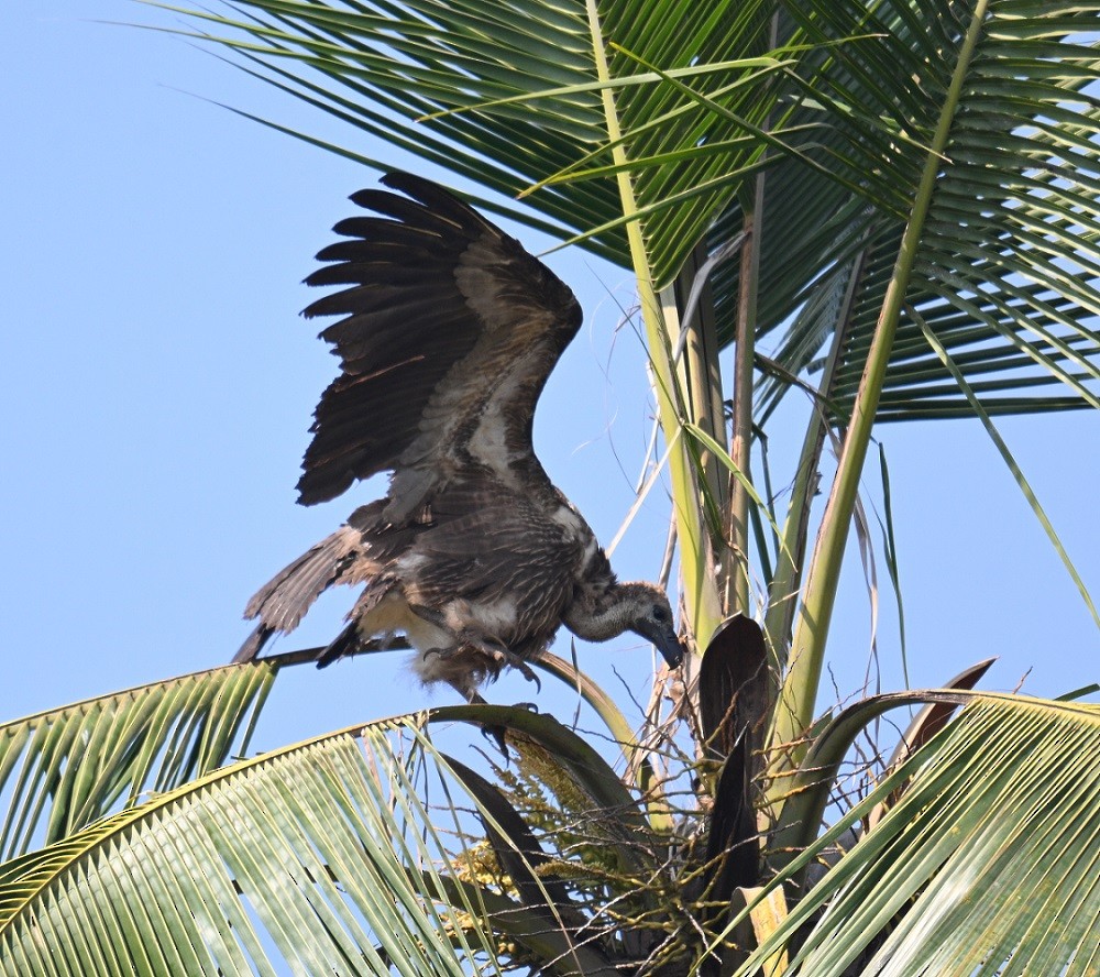 White-rumped Vulture - ML647504868