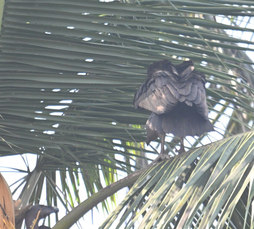 White-rumped Vulture - ML647504869