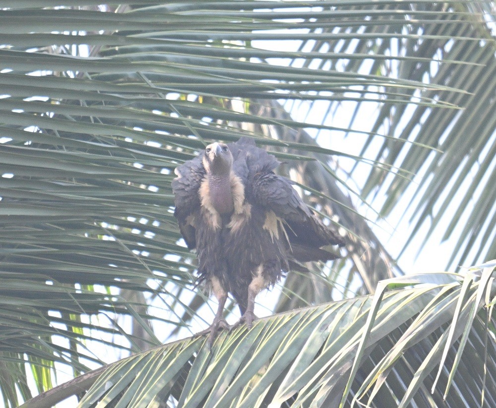 White-rumped Vulture - ML647504870