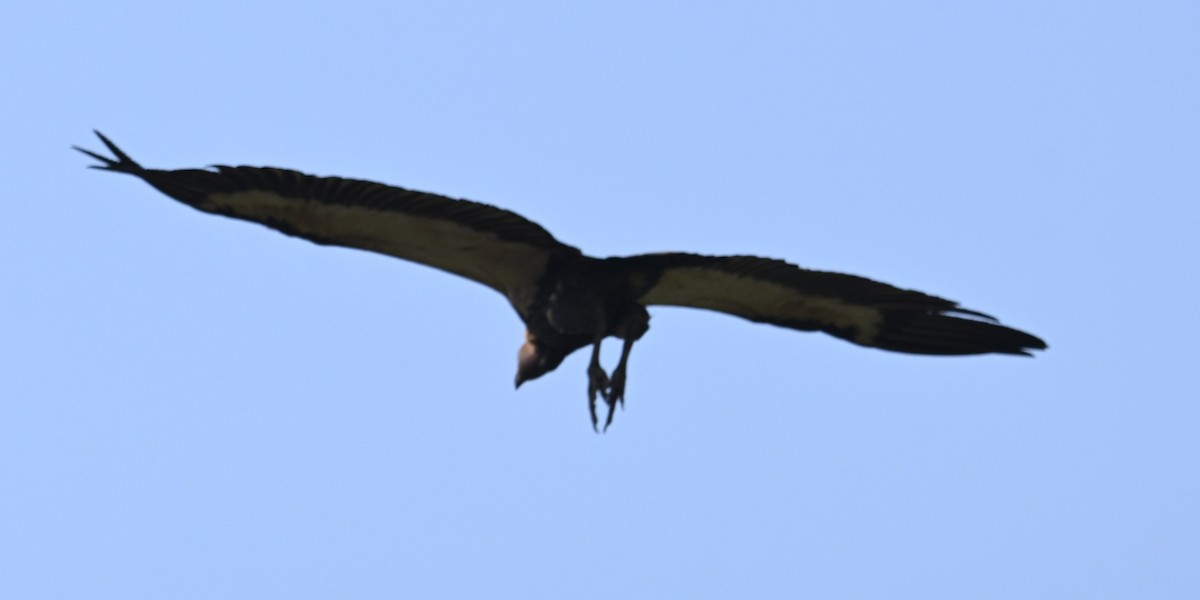 White-rumped Vulture - ML647504871