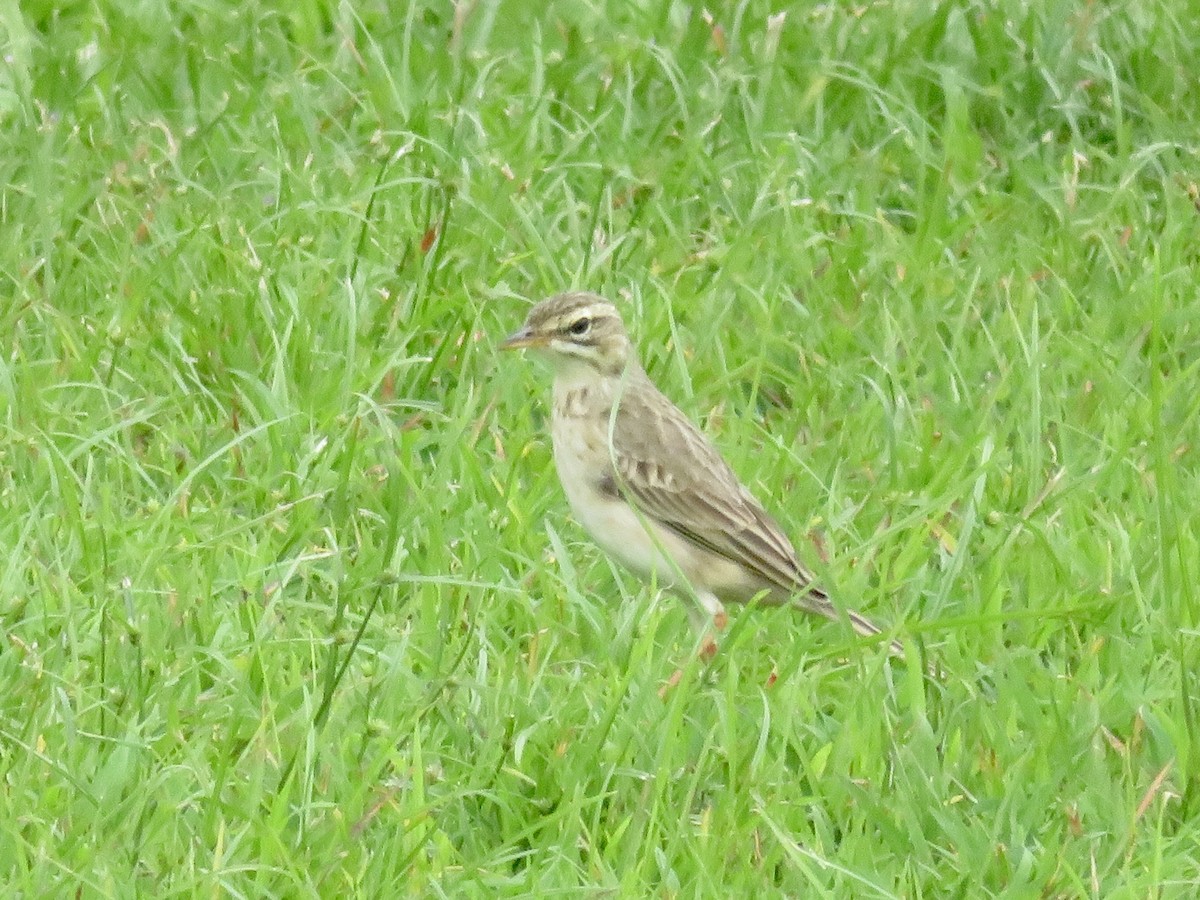 稻田鷚 - ML647504872