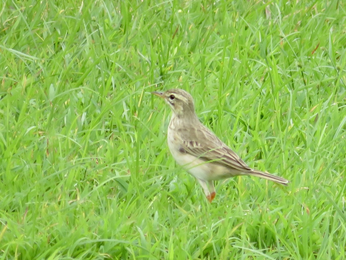 稻田鷚 - ML647504873