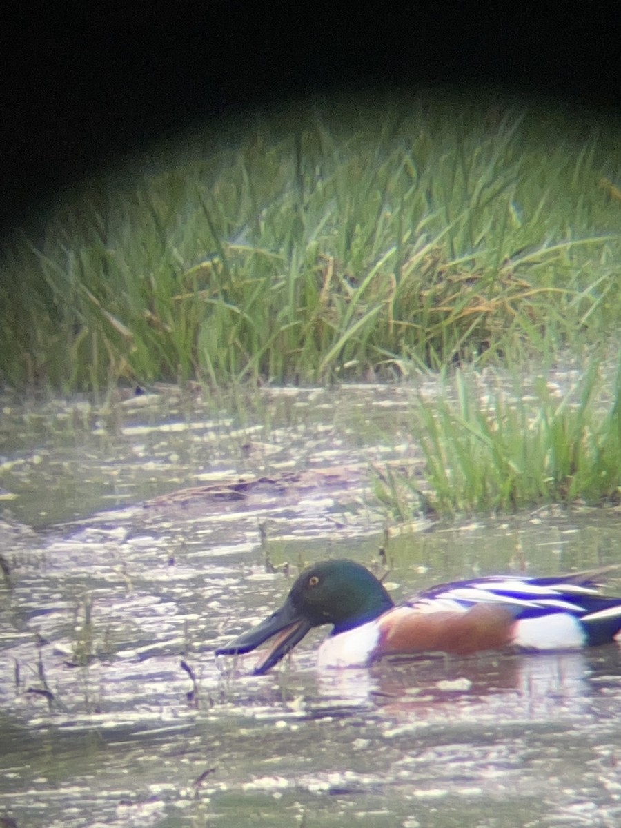 琵嘴鴨 - ML647504874