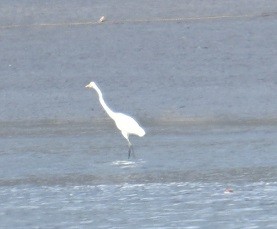 大白鷺 - ML647504875