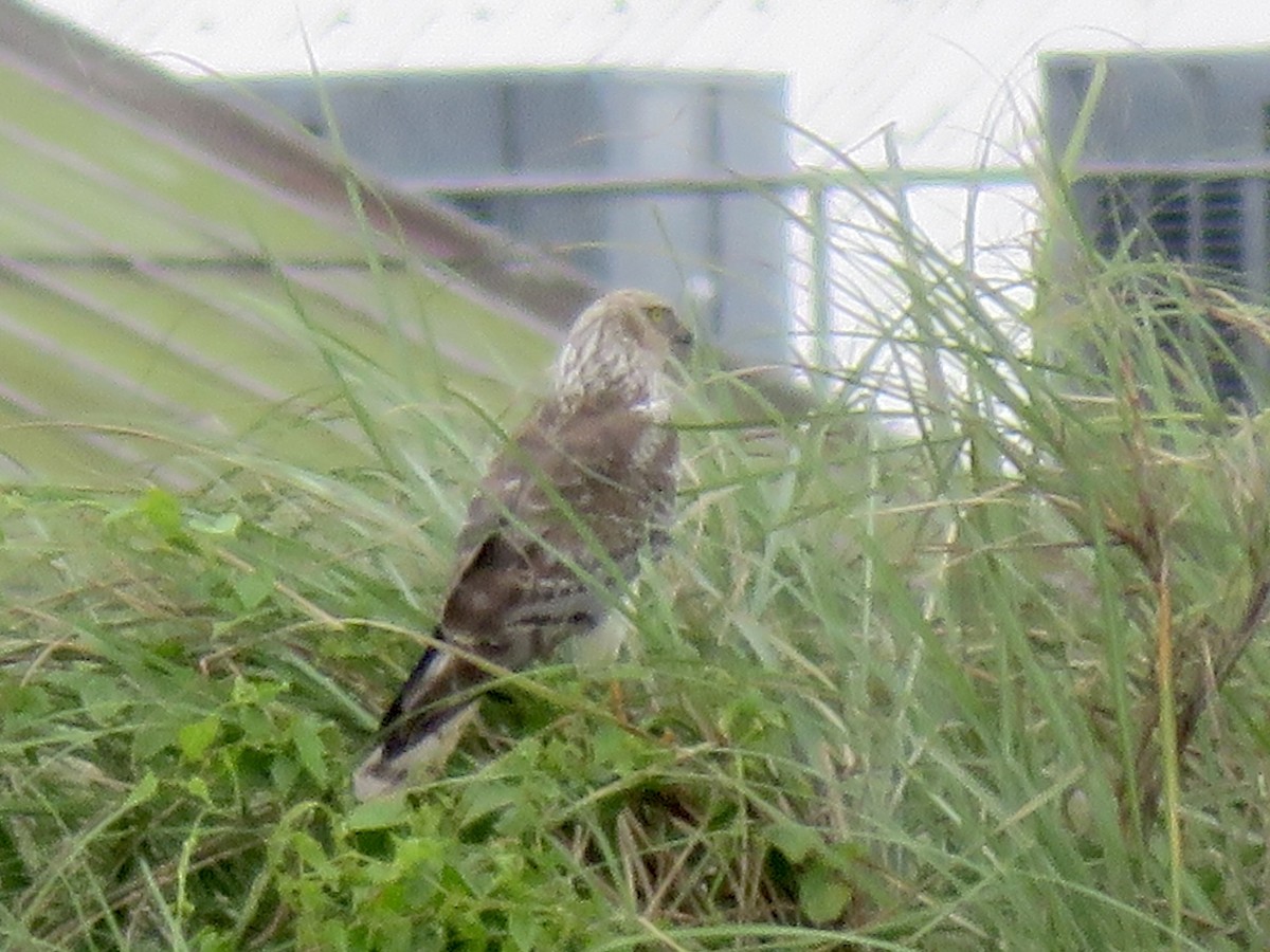 花澤鵟 - ML647504876